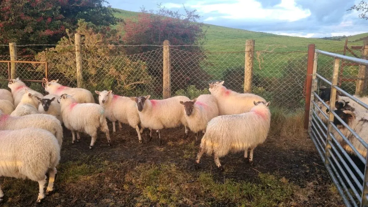 40 Croscreb Ewe lambs - Image 4