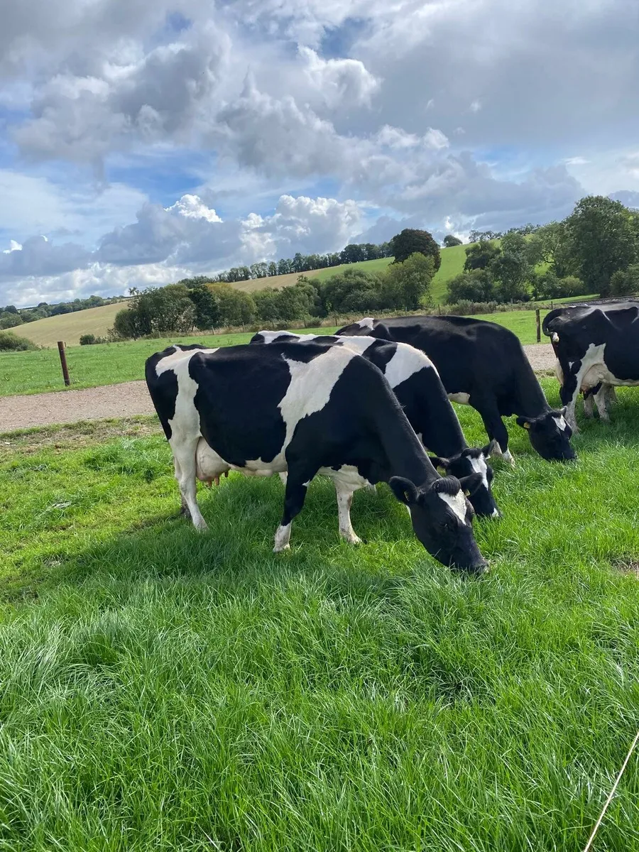 7 Friesian Cows for Sale.
