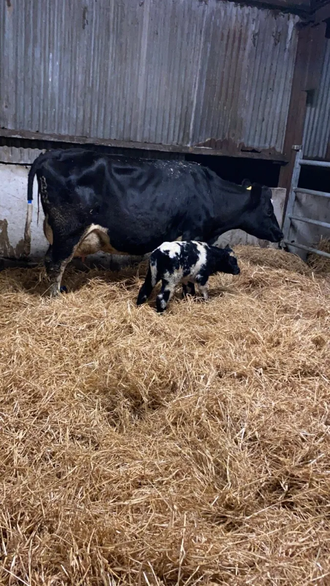 Dairy farm assistant