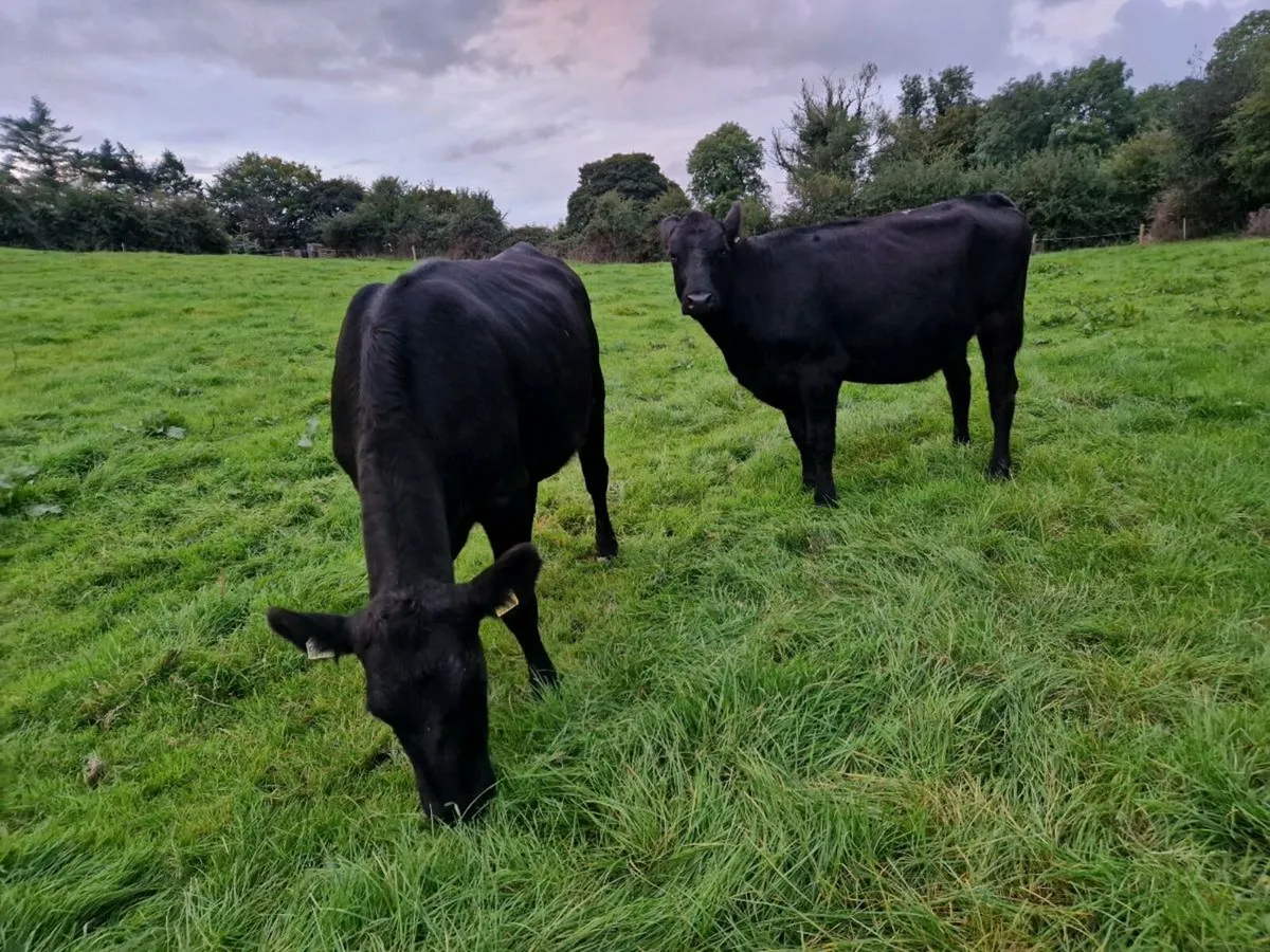 2 Aberdeen Angus Heifers - Image 3