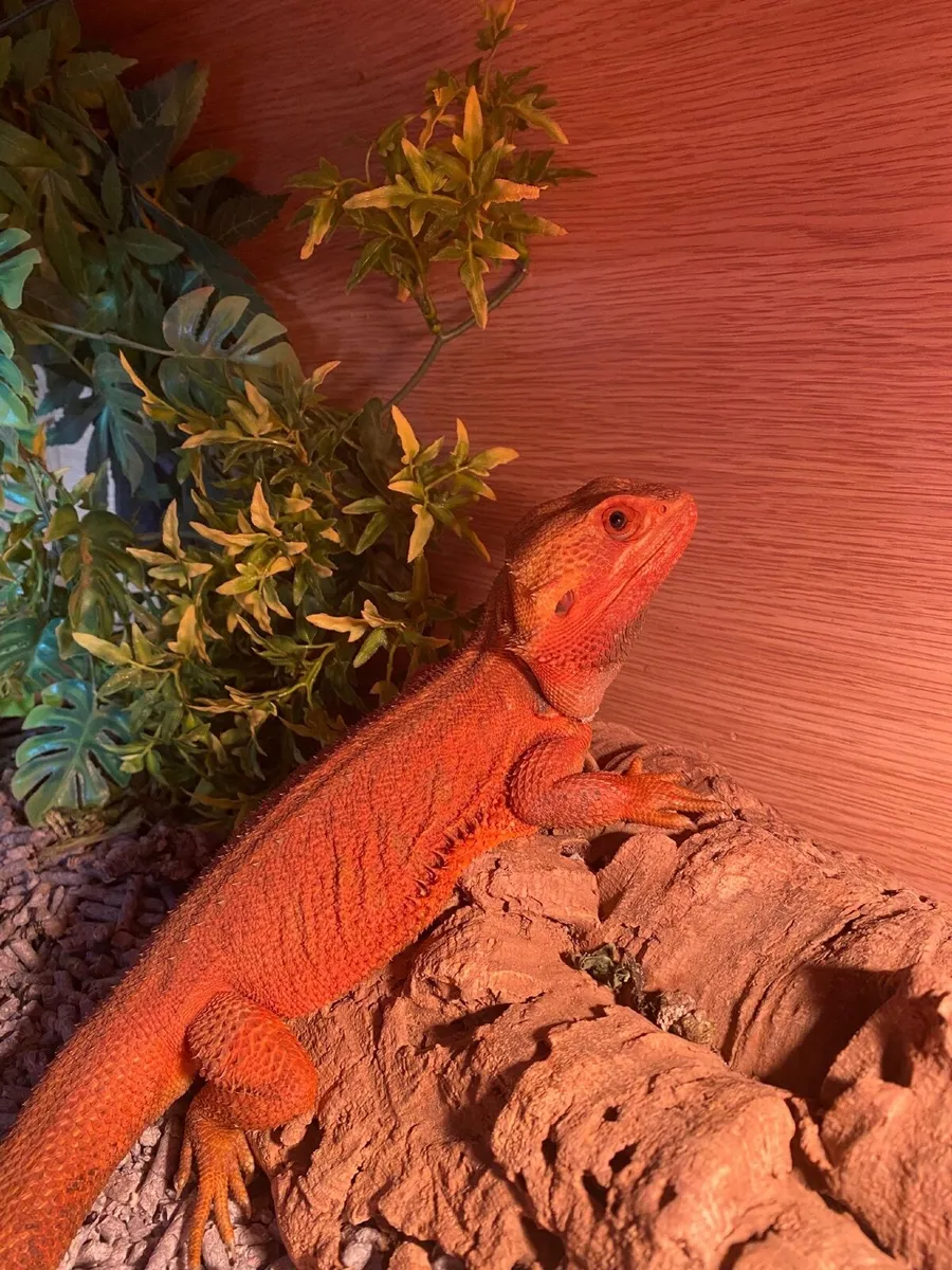 Bearded Dragon with Vivarium & all Accessories - Image 1