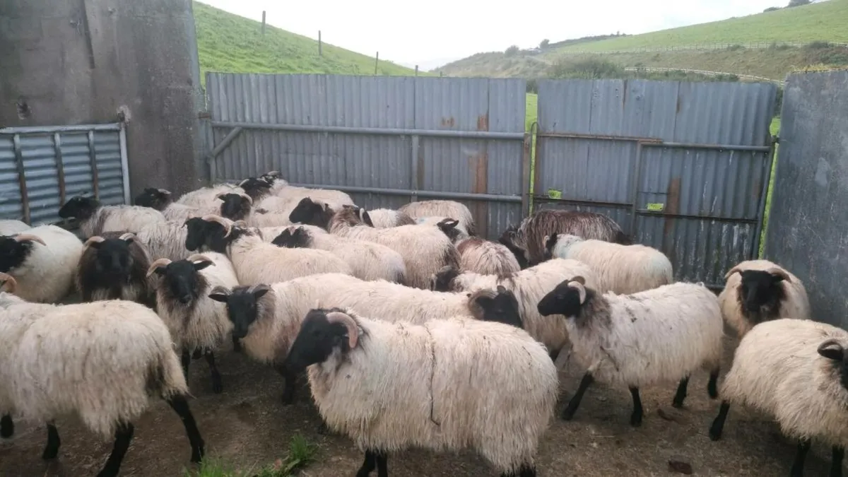 25 Mountain  Ewe Lambs - Image 1