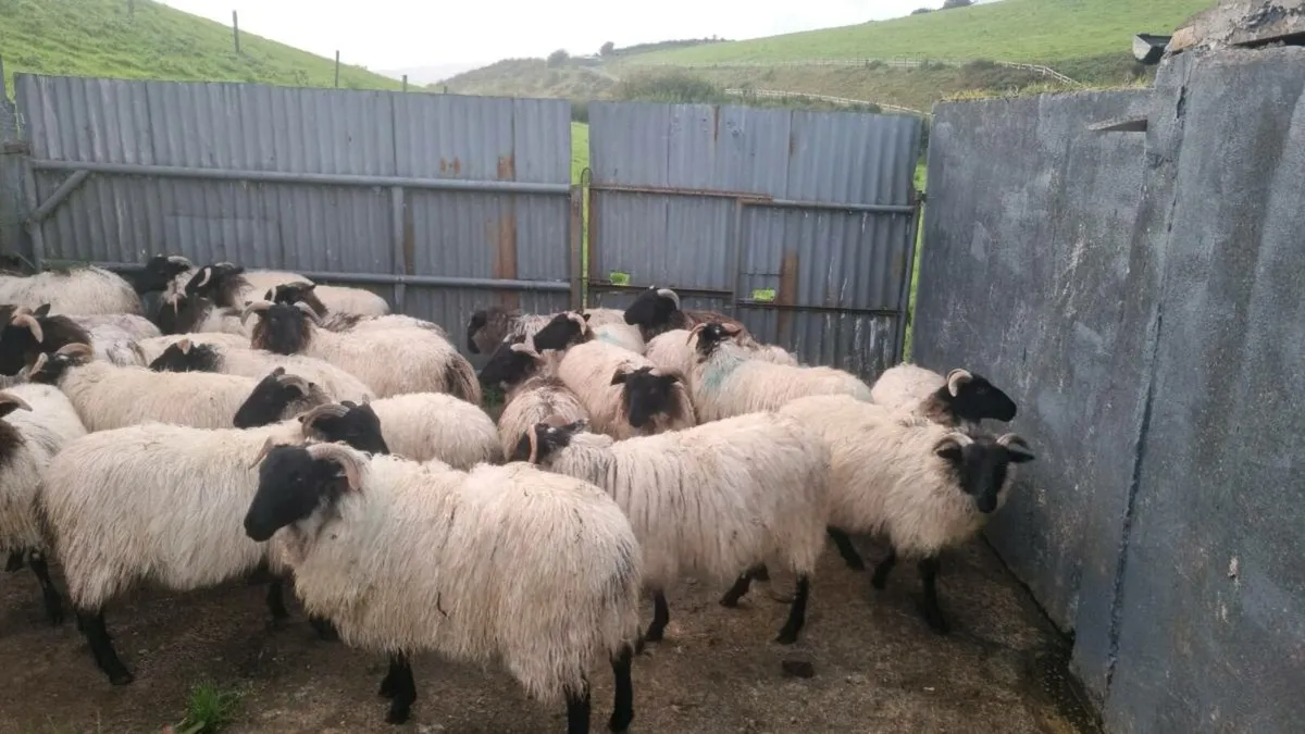 25 Mountain  Ewe Lambs - Image 3