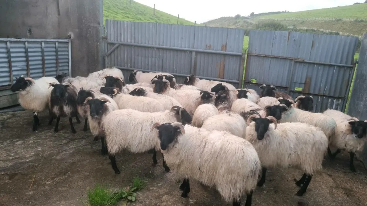 25 Mountain  Ewe Lambs - Image 4