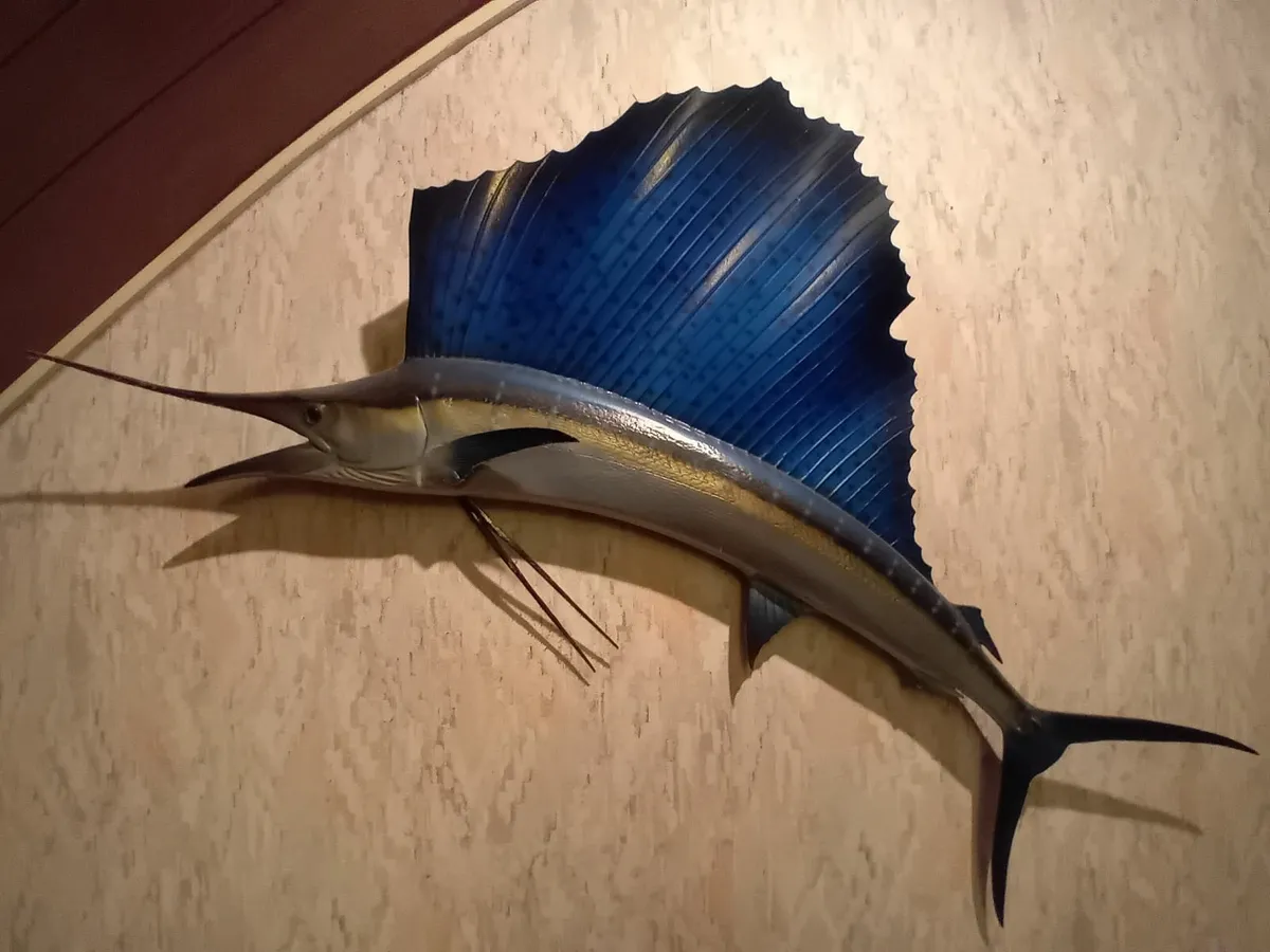 Mounted stuffed sailfish