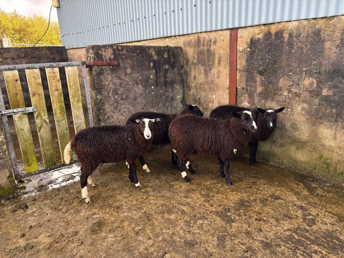 4 Polly & 3 Horny Black Ewe Lambs - Image 2