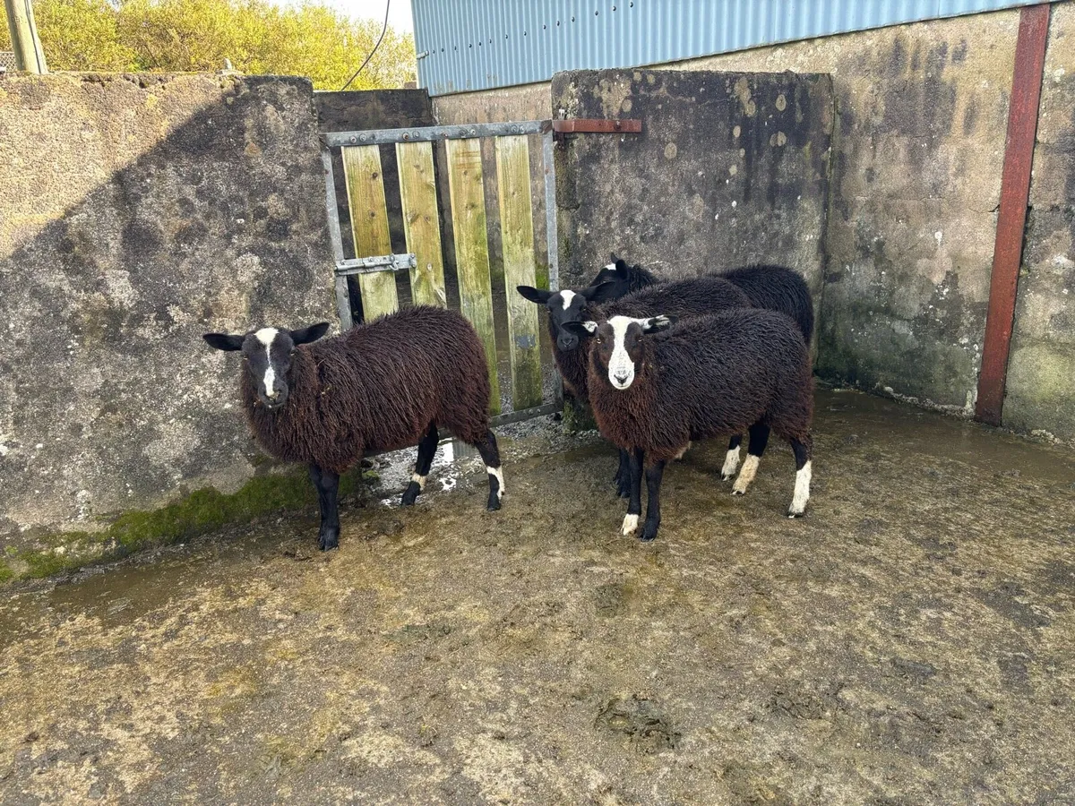 4 Polly & 3 Horny Black Ewe Lambs - Image 3