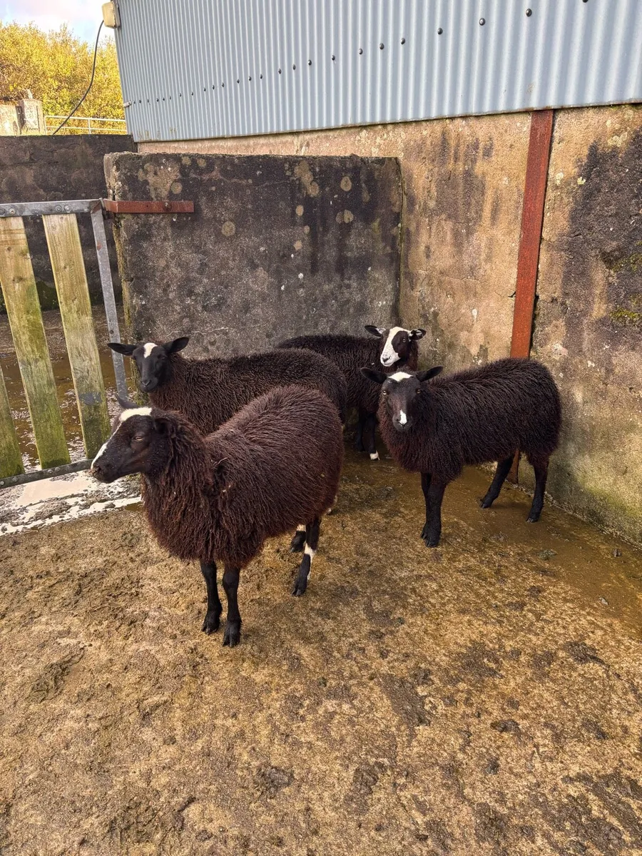 4 Polly & 3 Horny Black Ewe Lambs - Image 4