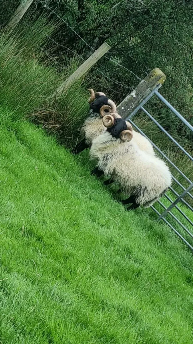 2 Hogget Rams - Image 1