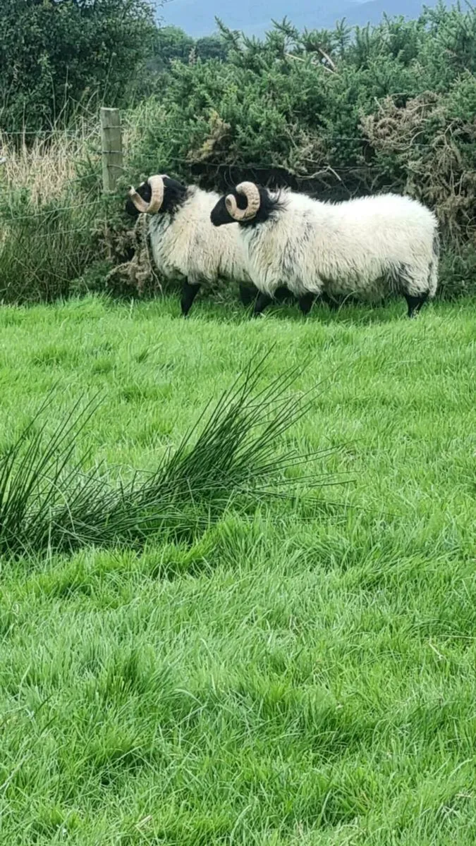 2 Hogget Rams - Image 2