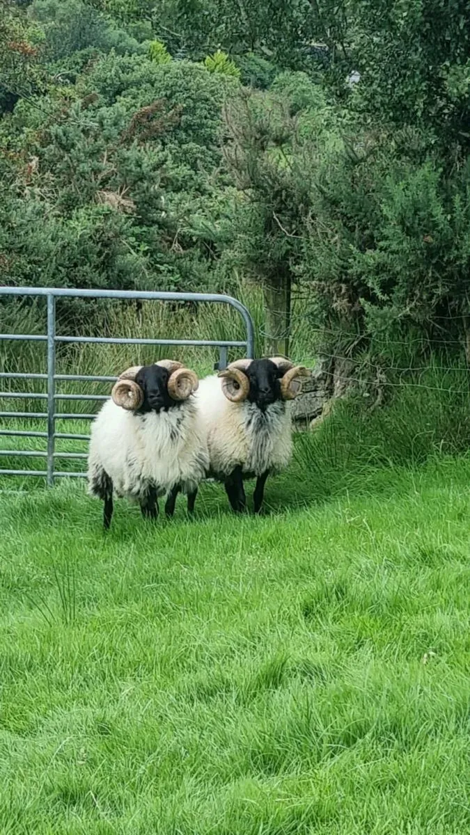 2 Hogget Rams - Image 3