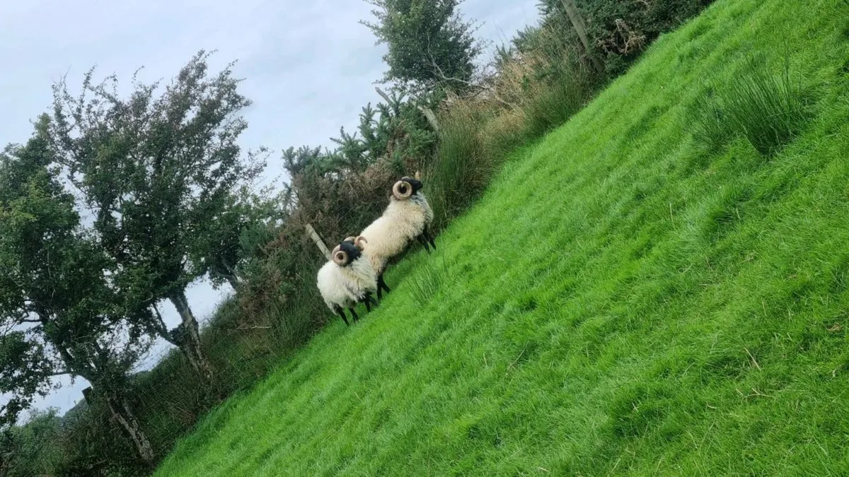 2 Hogget Rams - Image 4