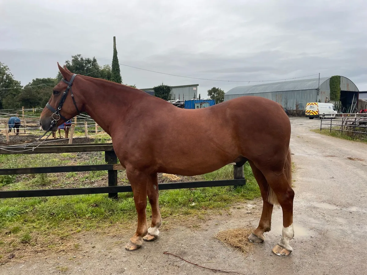 9 year old Irish Draught gelding - Image 1