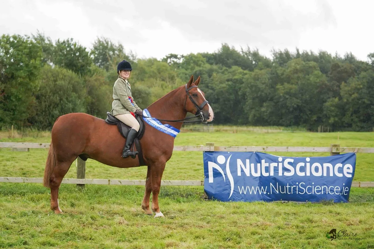 9 year old Irish Draught gelding - Image 2
