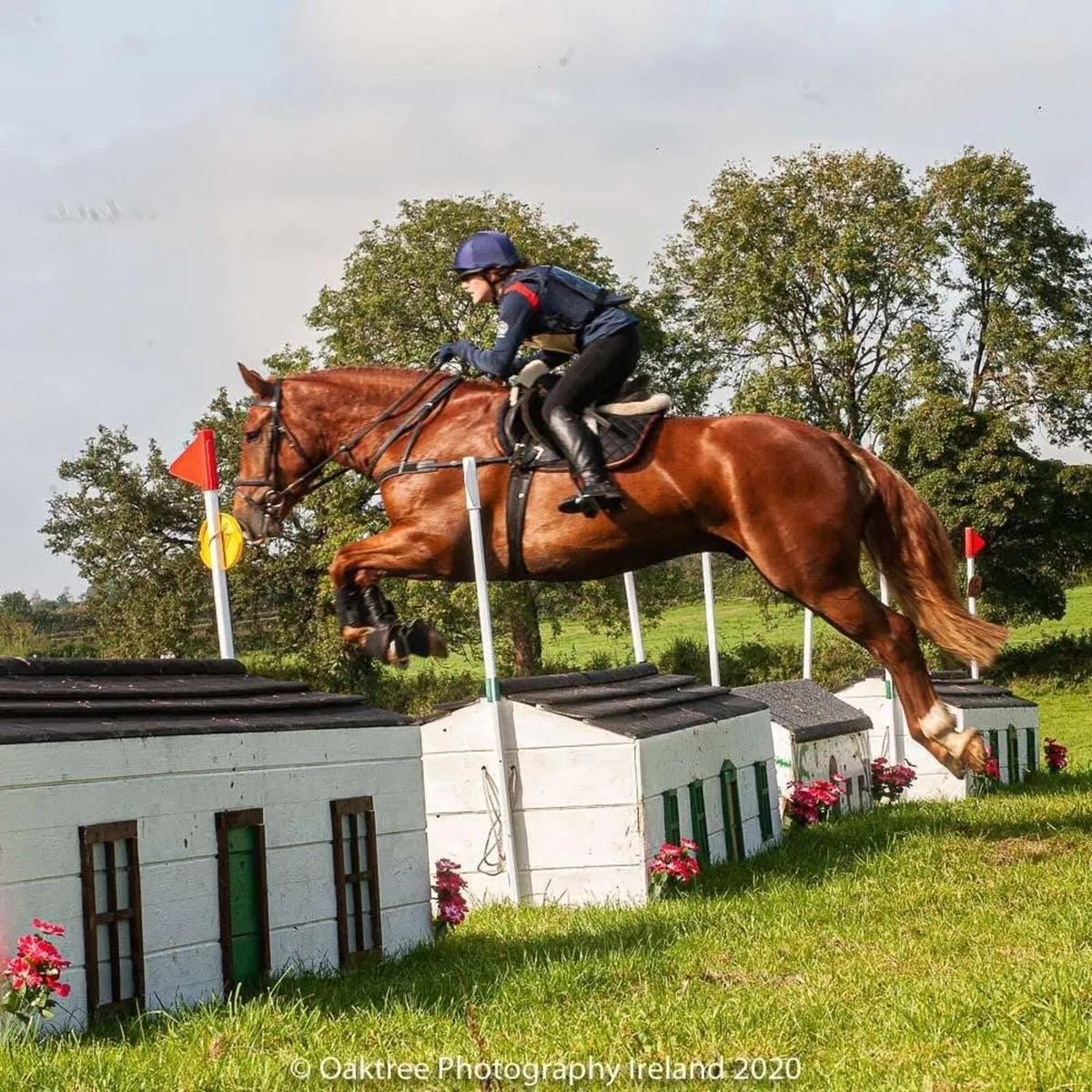 9 year old Irish Draught gelding - Image 3