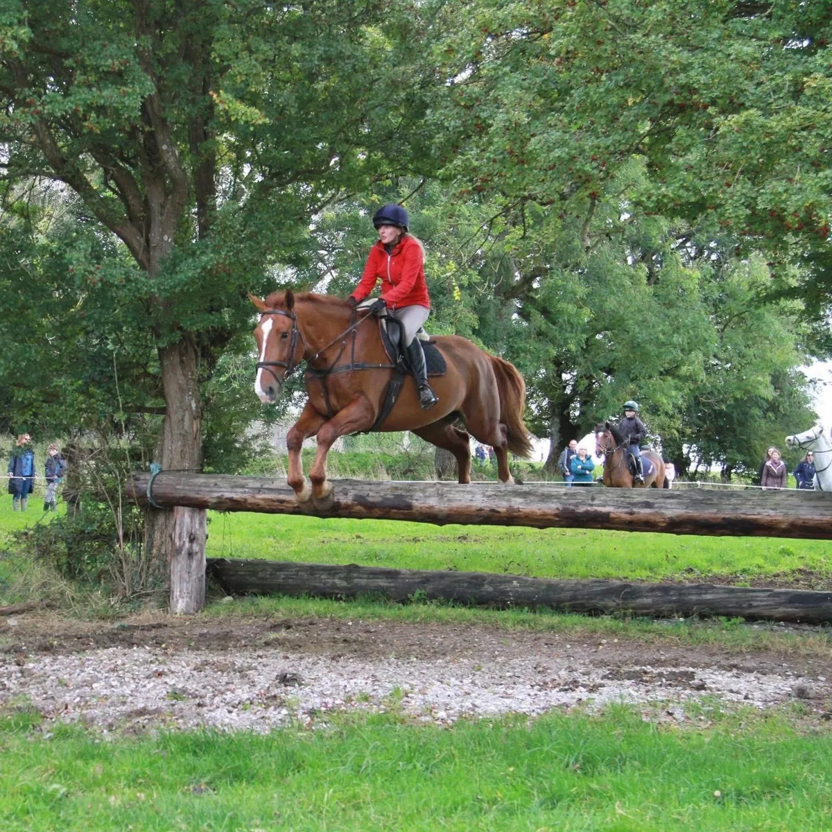 9 year old Irish Draught gelding - Image 4