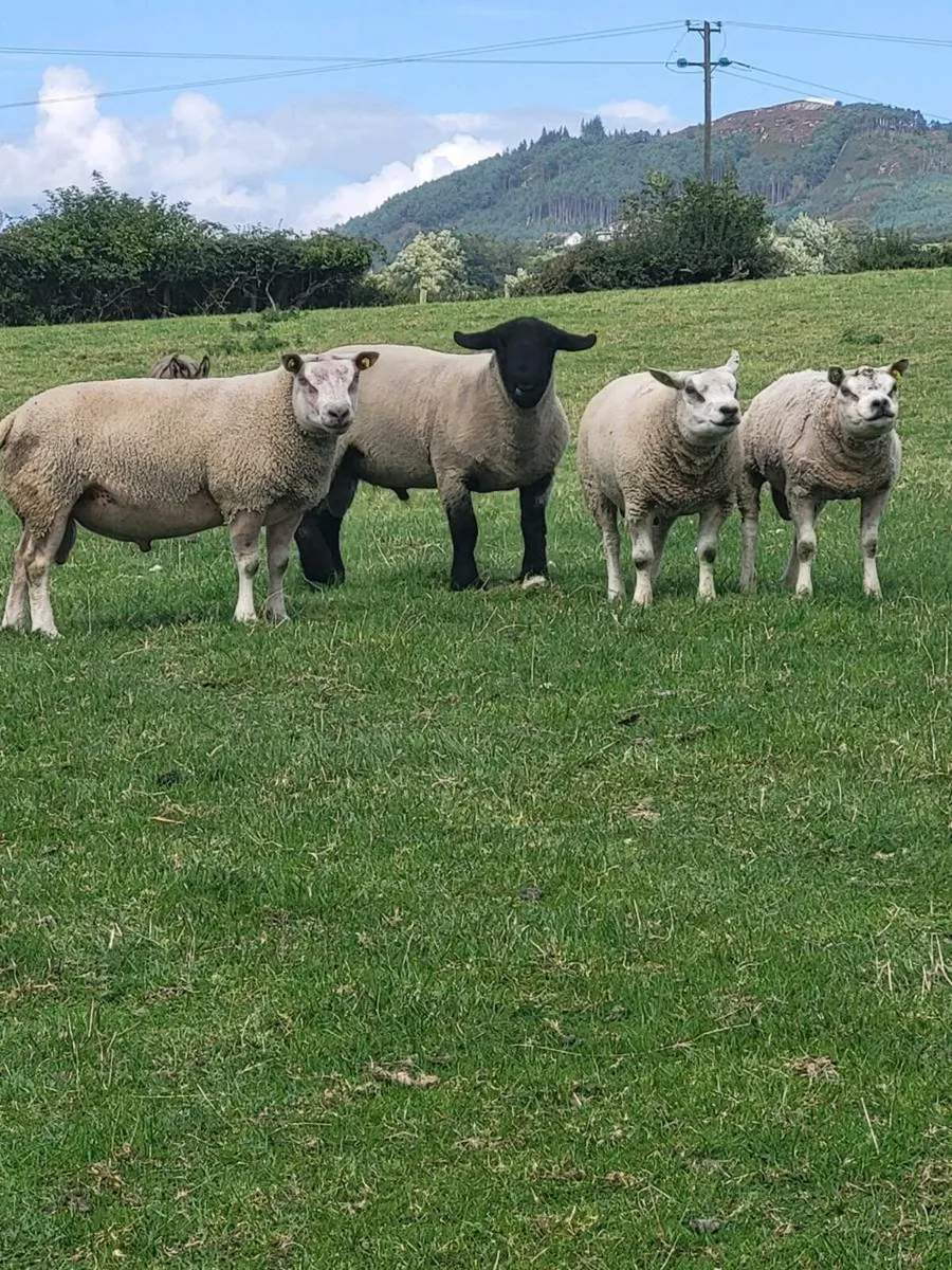Beltex,suffolk and hybrid rams - Image 1