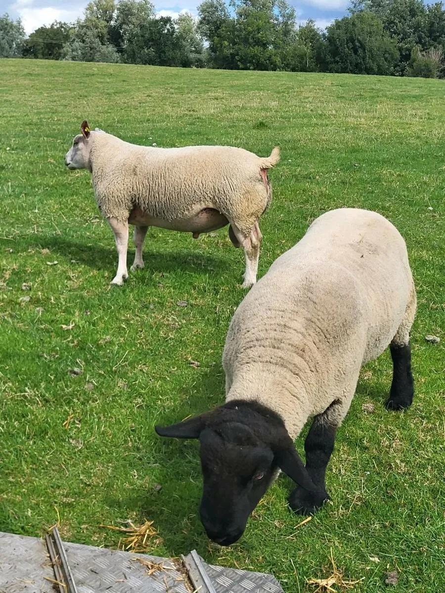 Beltex,suffolk and hybrid rams - Image 2