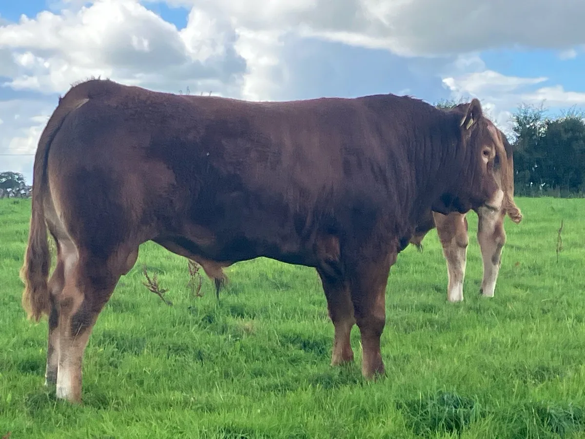 Limousine Bull - Image 1