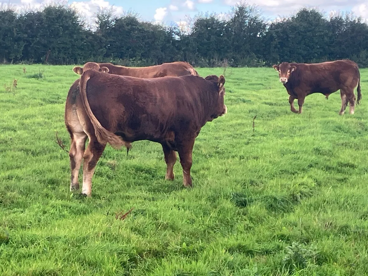 Limousine Bull - Image 2