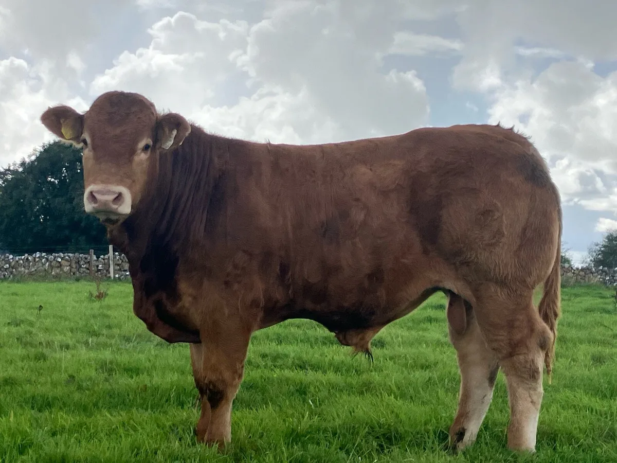 Limousine Bull - Image 3