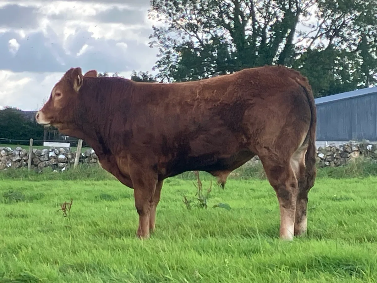 Limousine Bull - Image 4