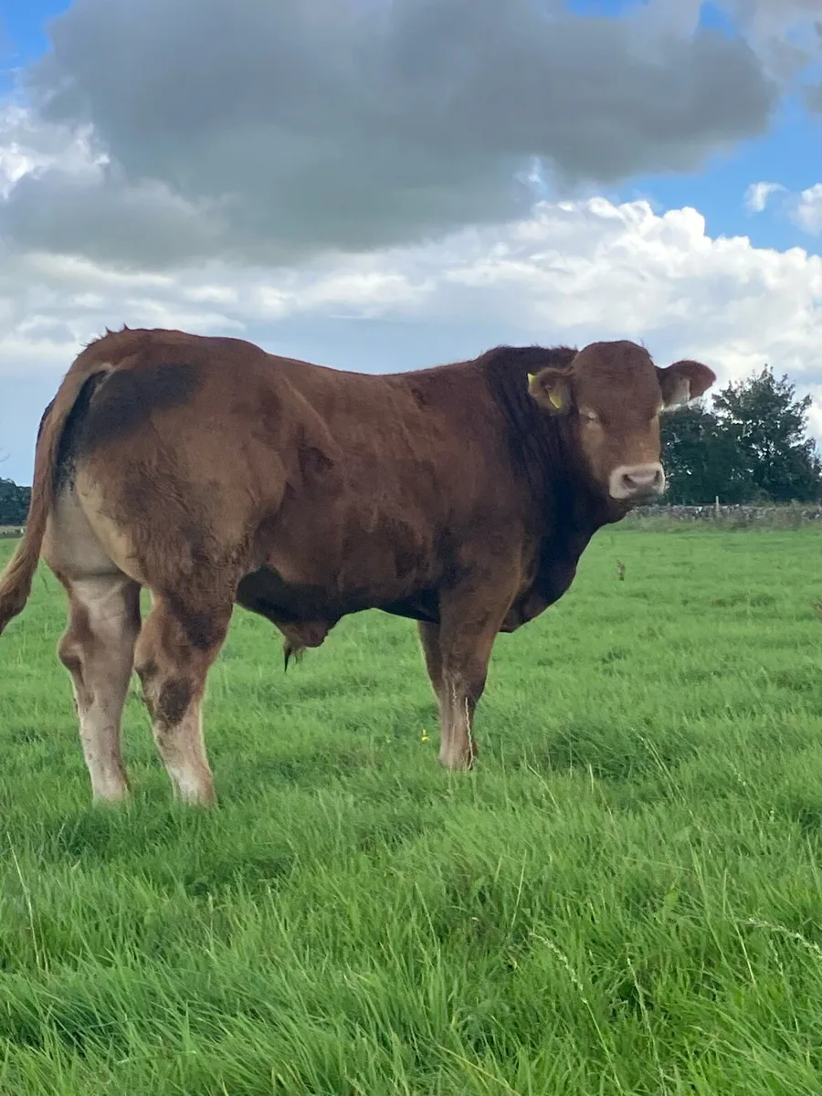 5 star ⭐️ pedigree limousine bulls. - Image 1