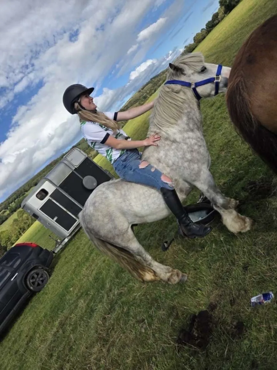 Beginners pony for sale - Image 2