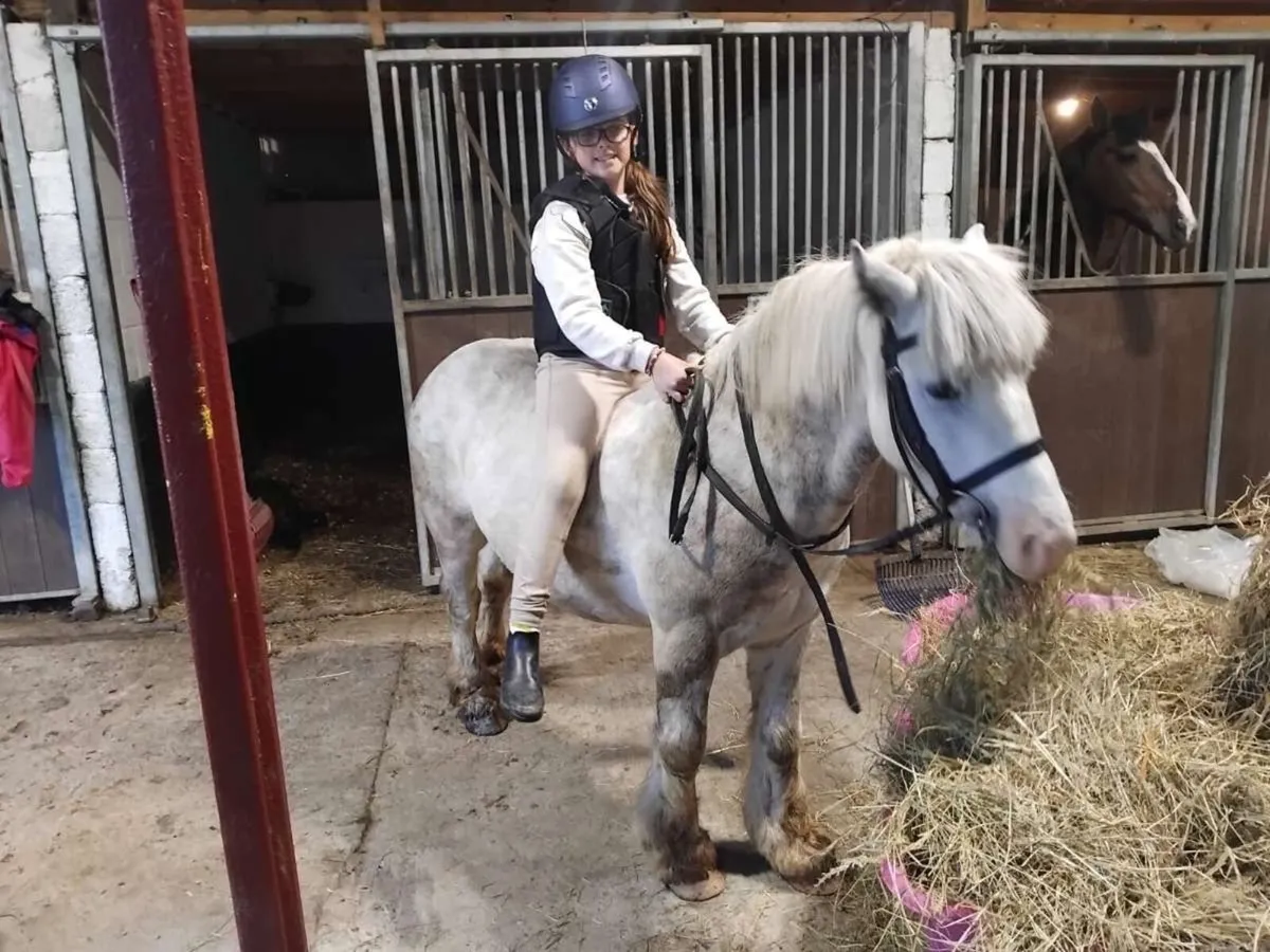 Beginners pony for sale - Image 3