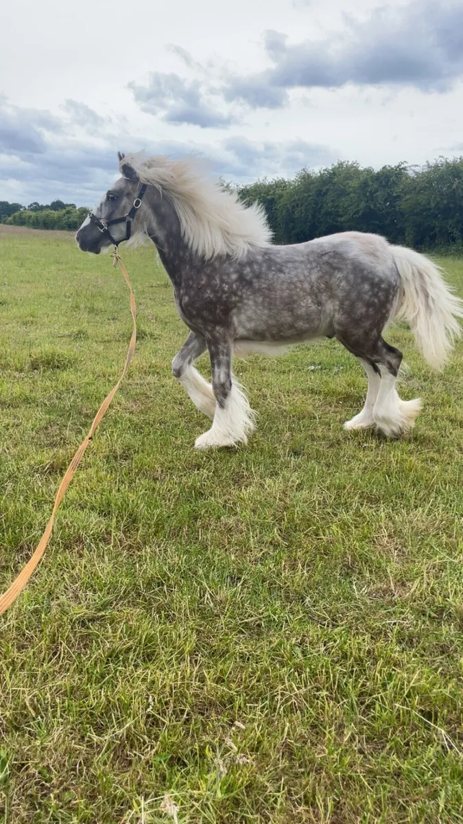 Yearling silver dapple colt