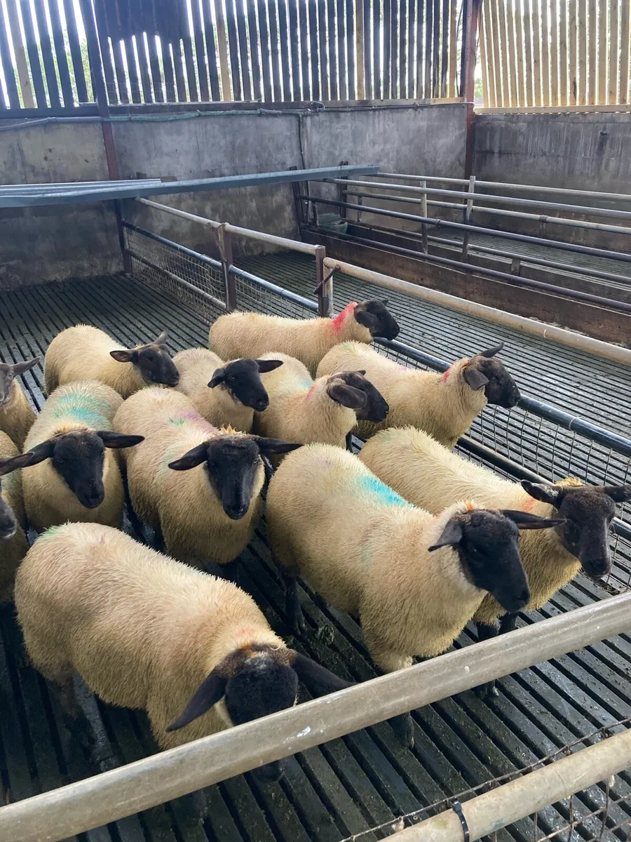 Suffolk ewe lambs - Image 1