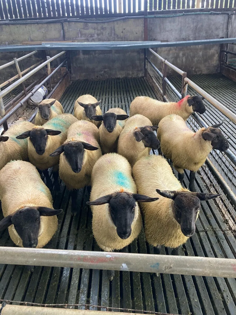Suffolk ewe lambs - Image 2
