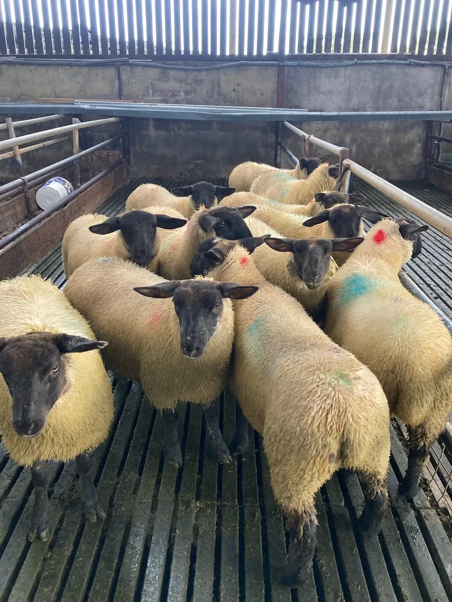 Suffolk ewe lambs - Image 3