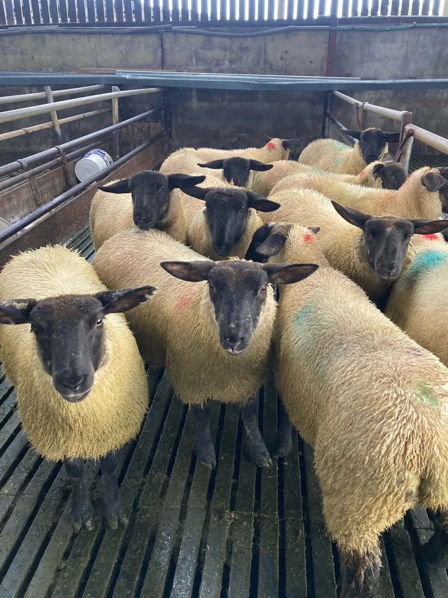 Suffolk ewe lambs - Image 4