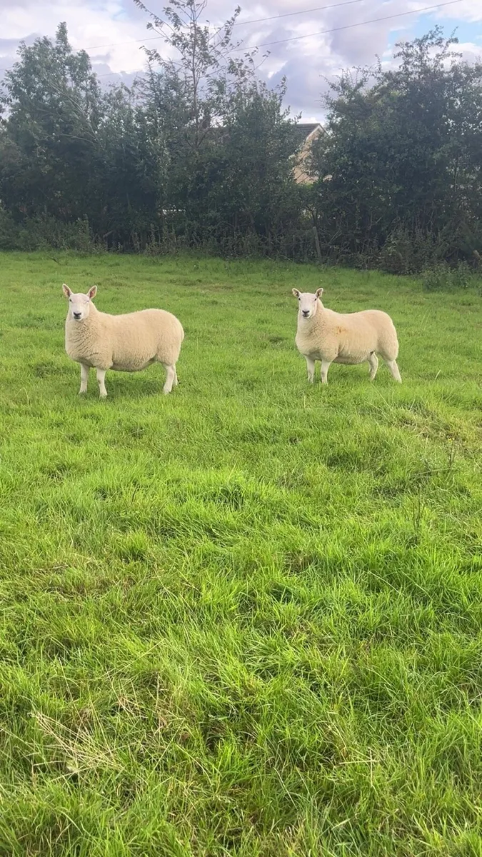 Smashing Hoggets - Image 2