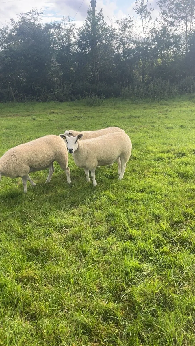 Smashing Hoggets - Image 3
