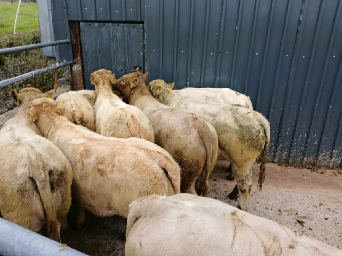 8 CHAROLAIS WEANLINGS - Image 1