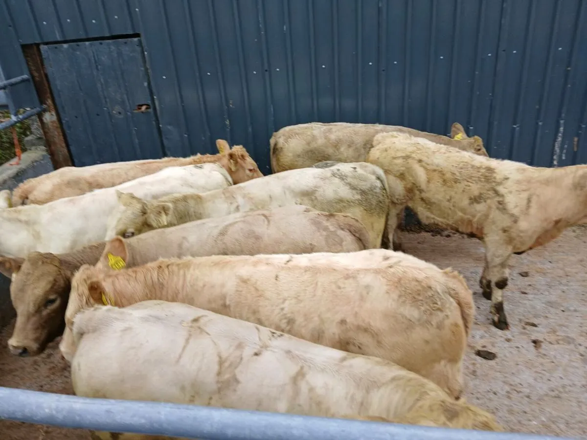 8 CHAROLAIS WEANLINGS - Image 2
