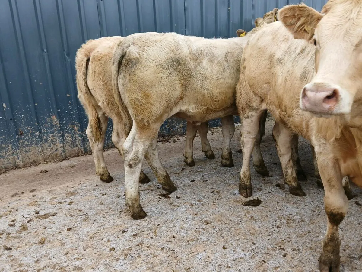 8 CHAROLAIS WEANLINGS - Image 4