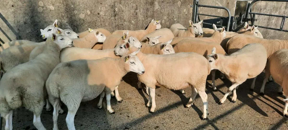 20 Cheviot Hoggets for sale - Image 1