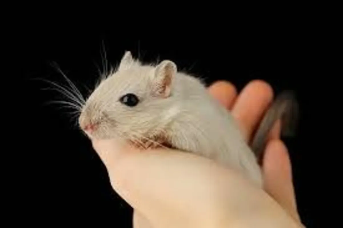 2 GERBILS with Food,Straw,Woodshavings