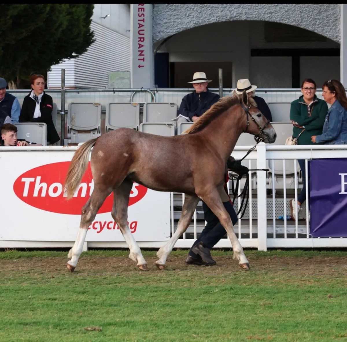 Irish Draught Colt foal - Image 1