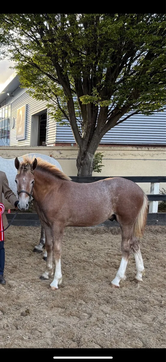 Irish Draught Colt foal - Image 2
