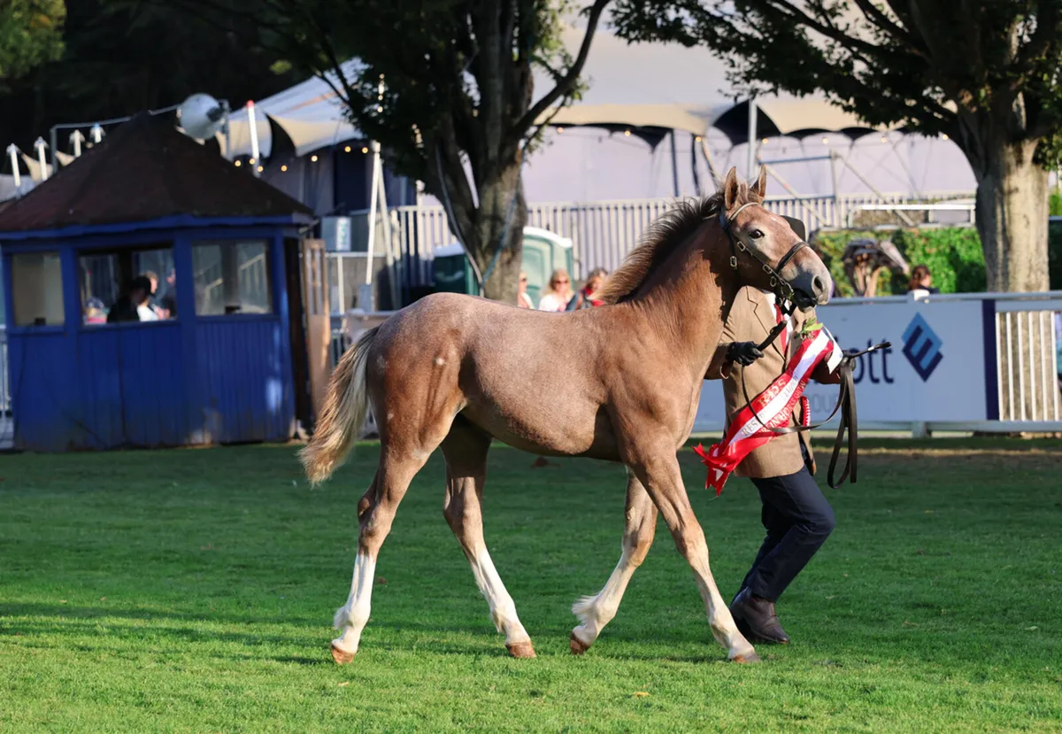 Irish Draught Colt foal - Image 3