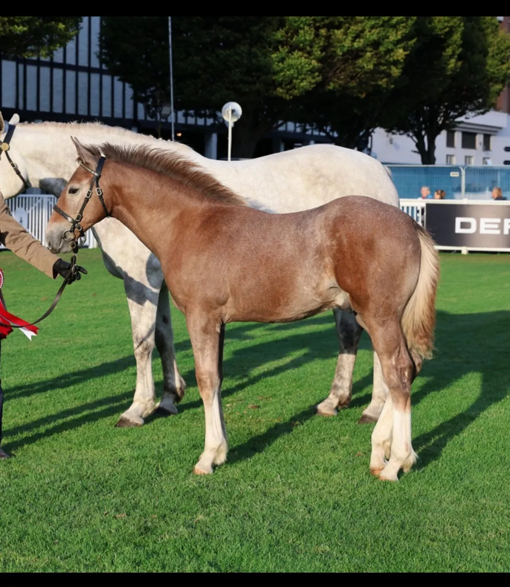 Irish Draught Colt foal - Image 4