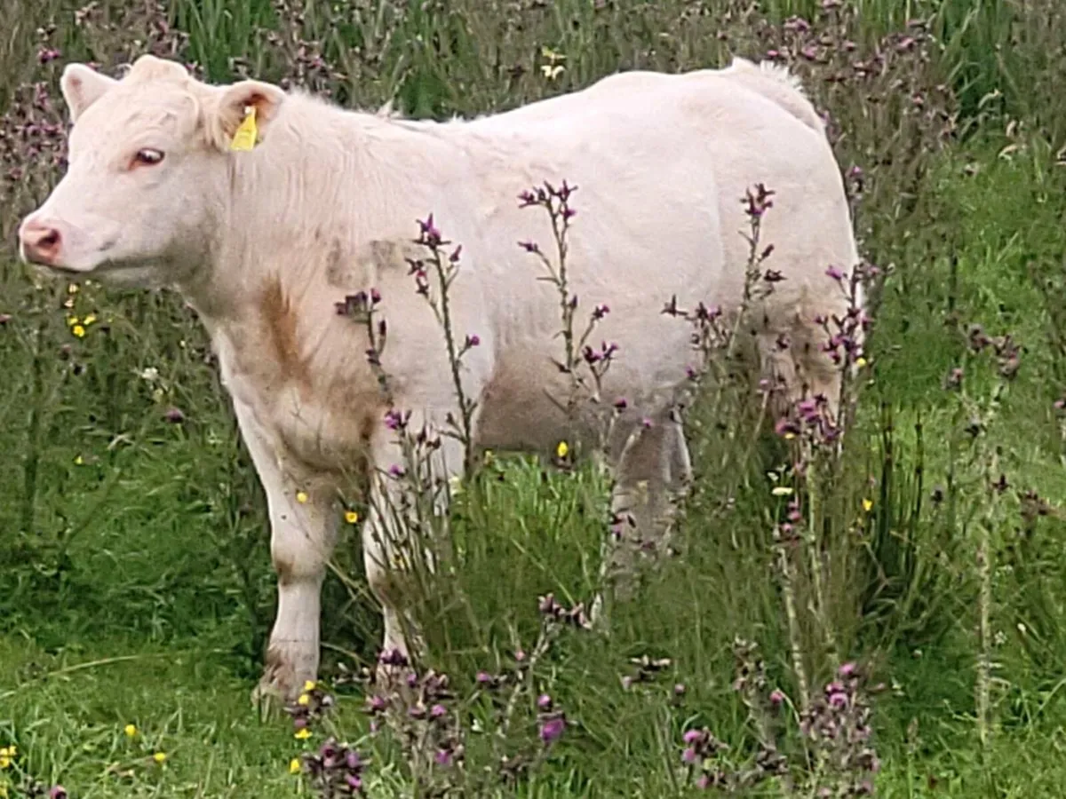 ***** Purebred CH Heifer***** - Image 1