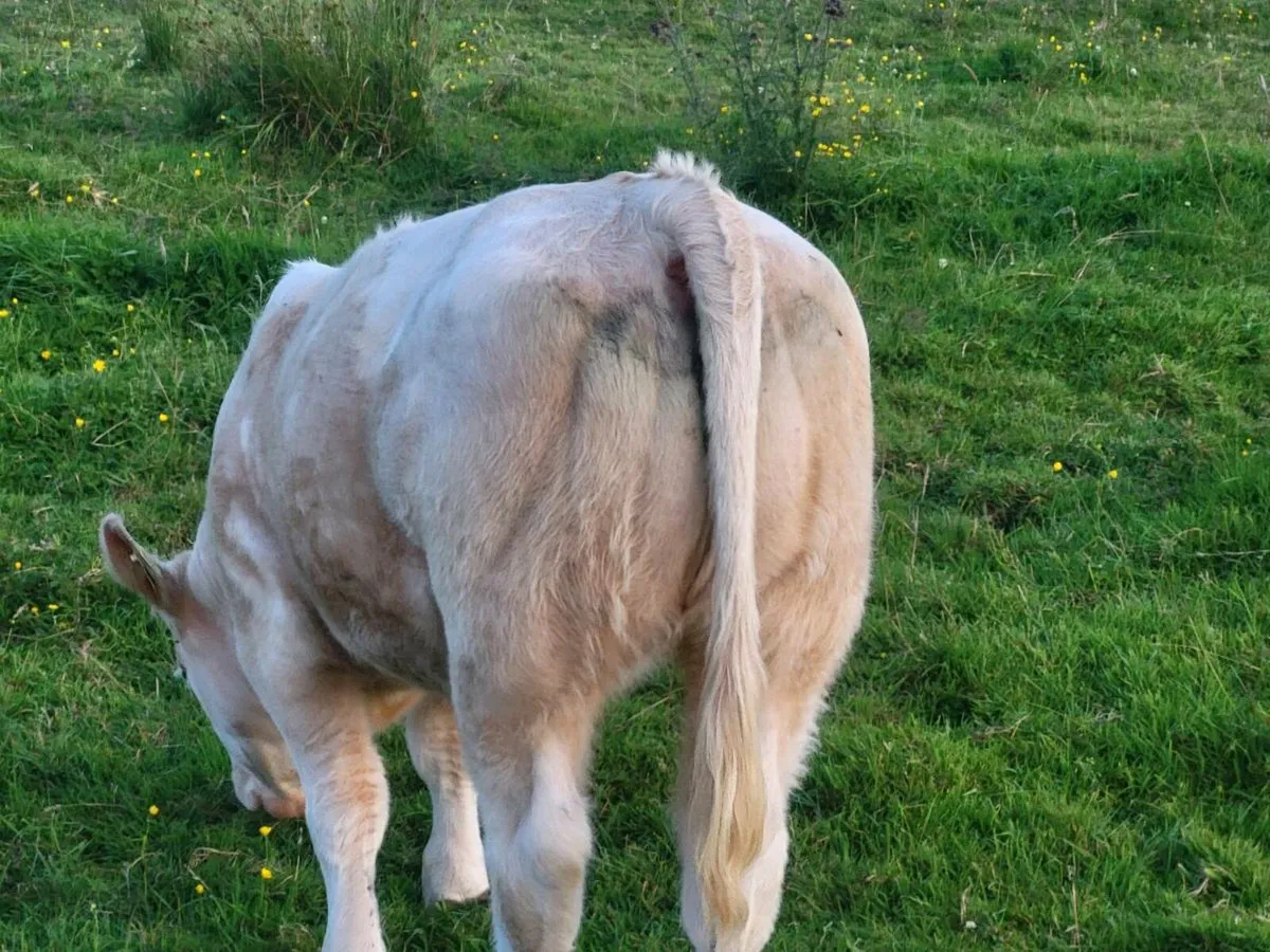 ***** Purebred CH Heifer***** - Image 2