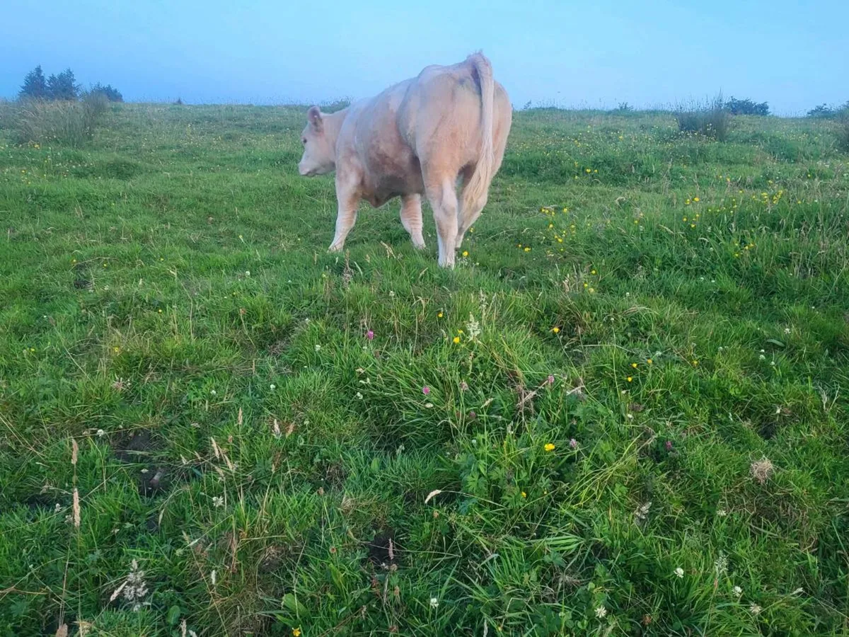 ***** Purebred CH Heifer***** - Image 3