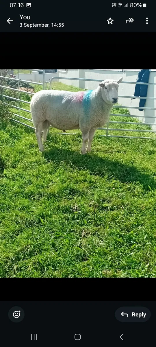 Ram - Image 1