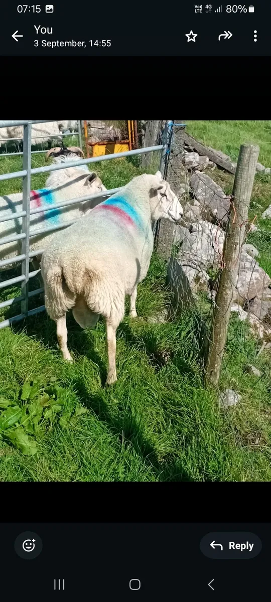 Ram - Image 2